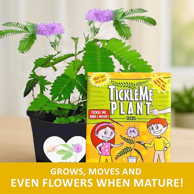 TickleMe Plant Seeds (2-Pack) – Touch-Sensitive Plant that Closes Leaves When Touched – Easy Indoor House Plant Seeds – Fun Educational Activity for Kids & Adults