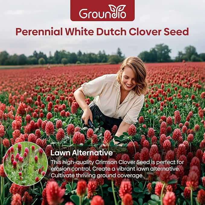 Groundio Annual Crimson Clover Seeds, 2 lbs, Trifolium Incarnatum Seeds for Lawn, Attracts Pollinators, Nitrocoated and Inoculated Seeds for Garden(Trifolium Repens)