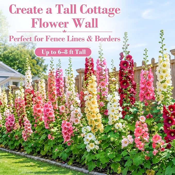 5000+ Hollyhock Seeds Bulk Pack - Mixed Color Tall Cottage Garden Blooms, Outdoor Flower Seeds for Fence Line Borders, Full Sun to Partial Shade