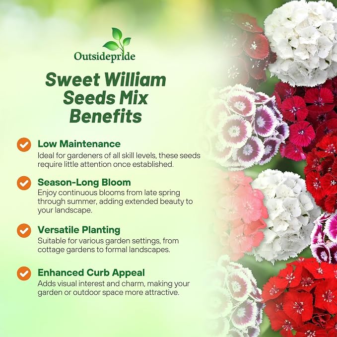 Outsidepride Sweet William Dianthus Seeds - 1/4 Lb. Perennial, Winter Hardy Wildflower Seeds w/Fragrant & Vibrant Blooms, Ideal for Pollinator Gardens, Cut Flowers & Colorful Landscaping