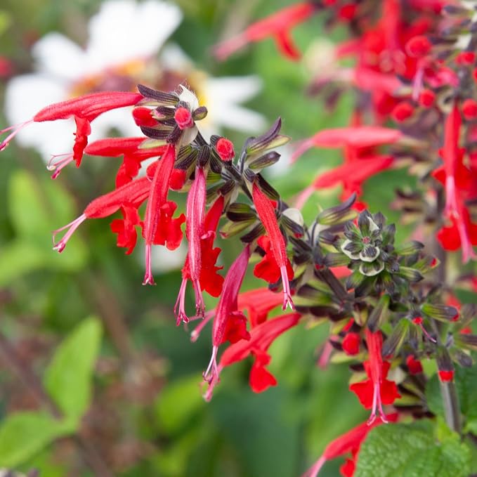Seed Needs Scarlet Sage Seeds to Plant Perennial Red Salvia 20 Pack