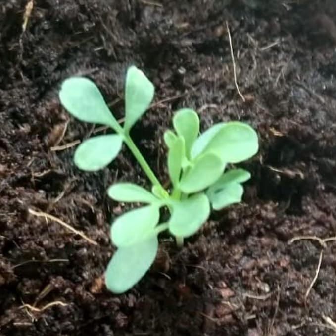 Seed Needs Rue Seeds to Plant Heirloom Non-GMO Medicinal Herbs 10 Pack