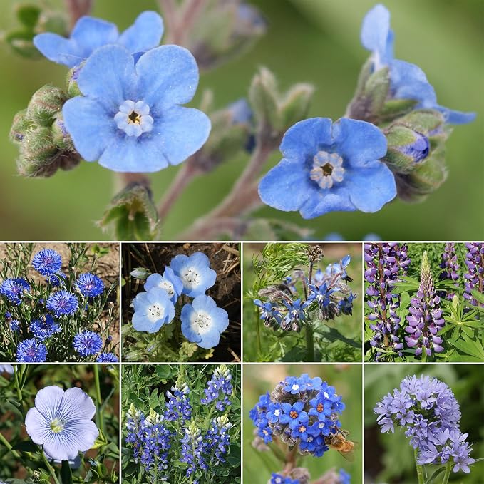 Ferry-Morse Wildflower Seeds - Blue Mix, Non-GMO, Outdoor, Partial Sun, Wild Flowers - 1 lb - Other