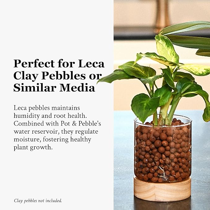 Pot & Pebble C3 Glass Orchid Pot, Wood Base - LECA Semi-Hydroponic Planter