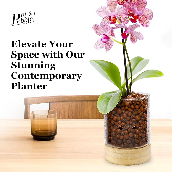 Pot & Pebble C3 Glass Orchid Pot, Wood Base - LECA Semi-Hydroponic Planter