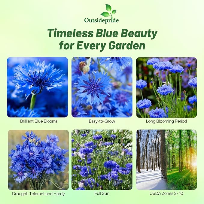 Outsidepride Blue Cornflower Seeds for Planting - 1/4 lb. Annual Bachelor's Button Flower Seeds for Cut Flower Gardens, Drought-Tolerant, Attracts Pollinators, Ideal for Borders & Bouquets