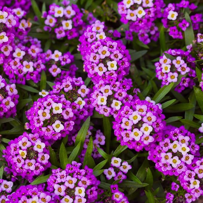 8000+ Purple Sweet Alyssum Seeds for Planting - Royal Carpet Alyssum Flower Seeds, Fragrant Ground Cover for Outdoor Gardens, Borders, Containers & Rock Gardens, Attracts Bees & Butterflies