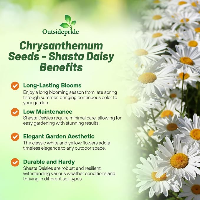 Outsidepride Shasta Daisy Chrysanthemum Seeds - 5 Lbs. Perennial Deer Proof, Drought Tolerant, Wildflower Seeds for Pollinator Gardens, Cut Flowers & Water-Efficient, Low Maintenance Landscaping