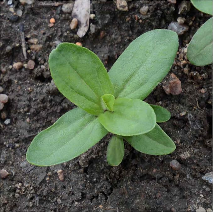 Seed Needs Zinnia Seeds Violet Queen Fast Blooming 5,000 Seeds Bulk Pack