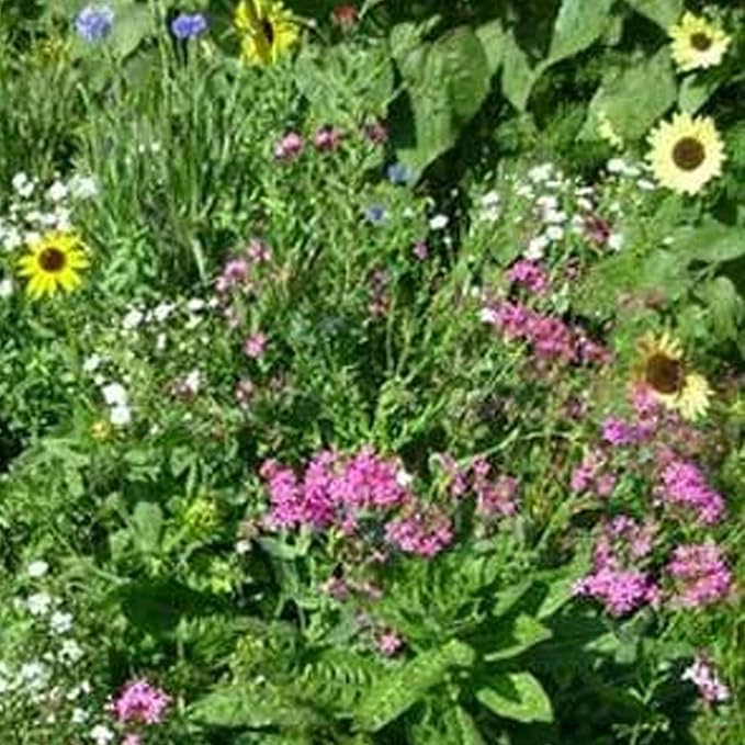 Mountain Valley Seed Co Northeastern Wildflower Seed 1 Lb 640,000 Seeds | Annual & Perennial Wildflower Mix with Native Northeast Flowers – Regional Pollinator Flower Seed for Garden & Meadow
