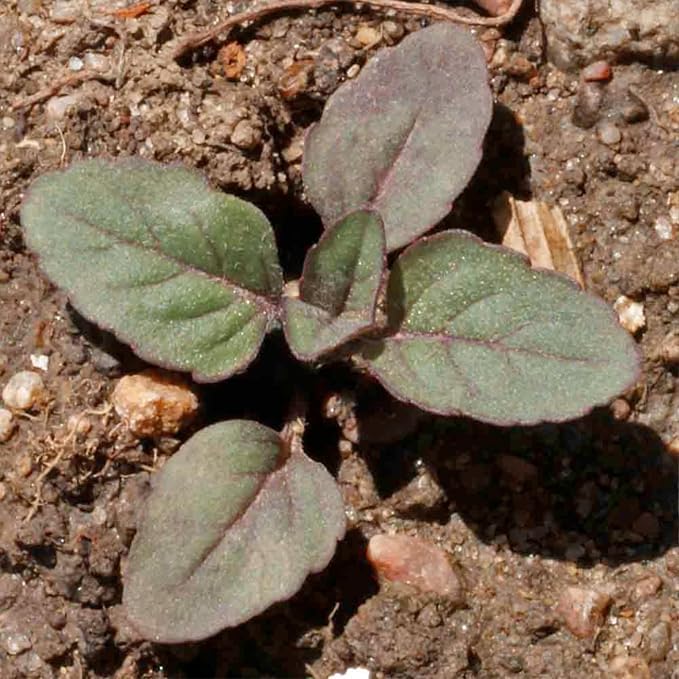 Seed Needs Lemon Mint Seeds to Plant Annual Heirloom Non-GMO Herbs 5 Packs