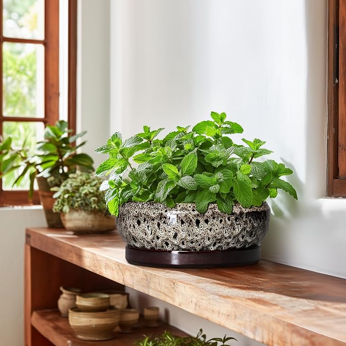 Succulent Pots 10 Inch - Ceramic Bonsai Pots with Drainage Hole and Tray, Large Succulent Planters, Shallow Planter Indoor, Round Planter Bowl, Window Decor, Gifts for Plant Lovers, White