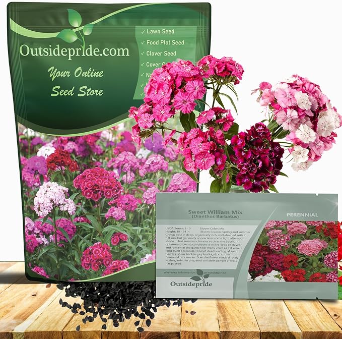 Outsidepride Sweet William Dianthus Seeds - 1/4 Lb. Perennial, Winter Hardy Wildflower Seeds w/Fragrant & Vibrant Blooms, Ideal for Pollinator Gardens, Cut Flowers & Colorful Landscaping