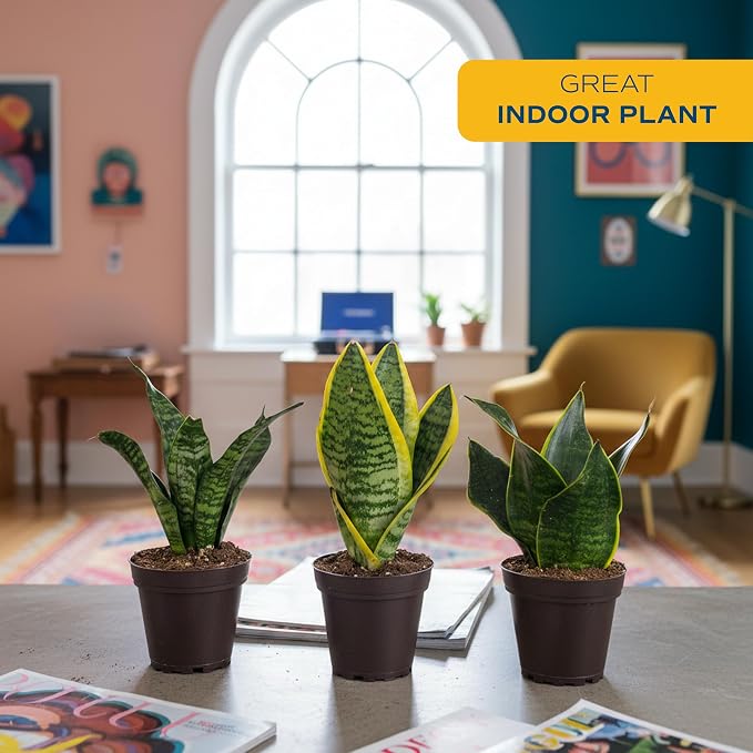 Costa Farms Live Snake Plant 3-Pack, Mother in Law’s Tongue Sansevieria Indoor Houseplants in Potting Soil, Low Light Room Decor, Easy Care Succulent Clean Air Plants for Home Office, 8-12 Inches Tall
