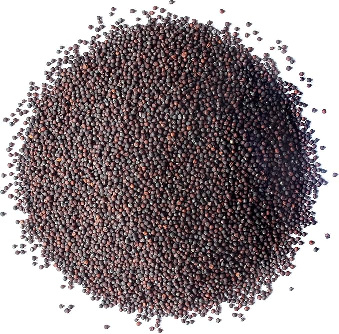 Food to Live Broccoli Seeds for Sprouting, 4 Ounces – Vegan, Kosher, Sirtfood, Bulk. Rich in Sulforaphane, Vitamin C, Vitamin A. Great for Growing Sprouts, Microgreens. High Germination Rate