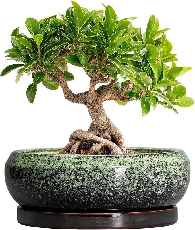 Bonsai Pots 8 Inch - Ceramic Succulent Pots with Drainage Hole and Saucer, Shallow Plant Pot for Indoor Outdoor, Bonsai Tree Pots, Round Planter Bowl, Home Decor, Gift for Plant Lover, Green