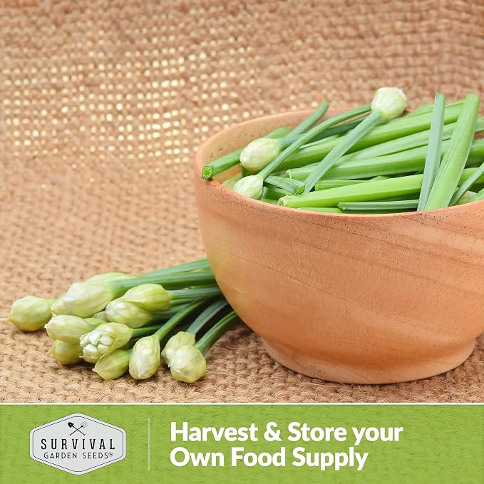 Garlic Chives Seeds for Planting - Heirloom Perennial Chinese Herb - Survival Garden Seeds (1 Pack)