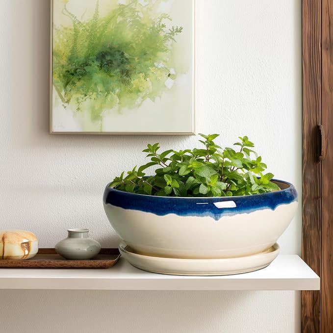 SQOWL Bonsai Tree Pots, 12 Inch Ceramic Succulent Planters, Blue-Beige | Large Bonsai Pot with Drainage Hole and Tray, Shallow Planter Indoor, Bowl Round Planter, Home Decor, Plant Lover Gifts