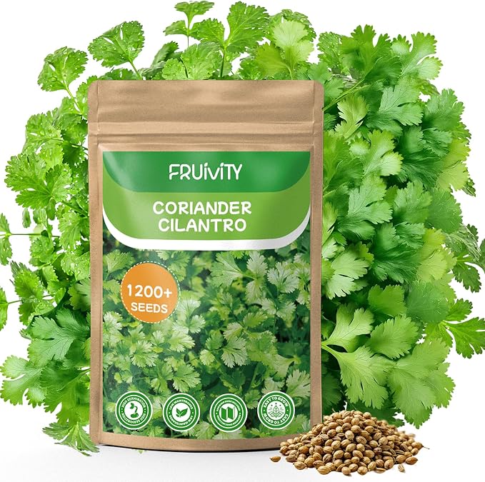 1200+ Cilantro Seeds for Planting Indoor Outdoor - Heirloom Coriander Herbs Seeds Kitchen Cooking Salads Vegetable Garden Easy to Grow