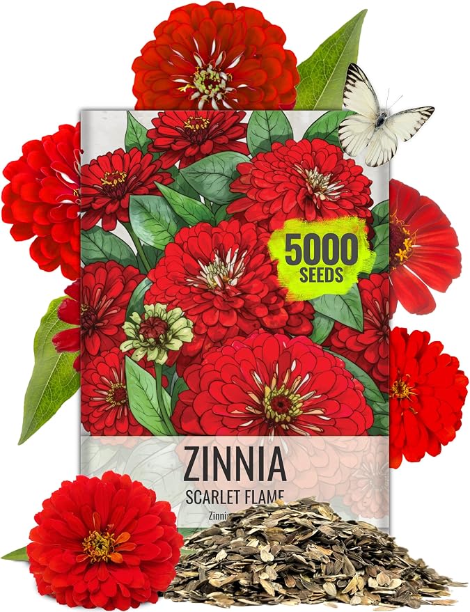 Seed Needs Zinnia Seeds Scarlet Flame Fast Blooming 5,000 Seeds Bulk Pack