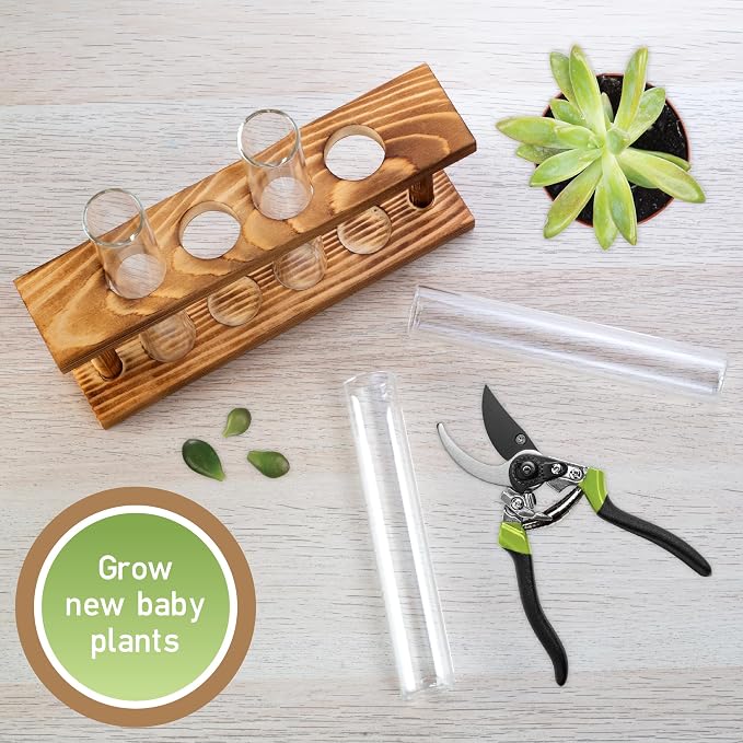 D'Eco Glass Plant Propagation Station (Set of 4 Tubes w Wooden Display) - Grow Hydroponics & Watch Them Grow Roots - Tabletop Vases for Spring Home & Office Decor for Plant Lovers