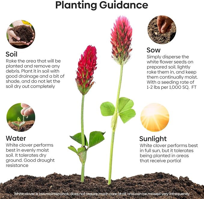 Groundio Annual Crimson Clover Seeds, 2 lbs, Trifolium Incarnatum Seeds for Lawn, Attracts Pollinators, Nitrocoated and Inoculated Seeds for Garden(Trifolium Repens)