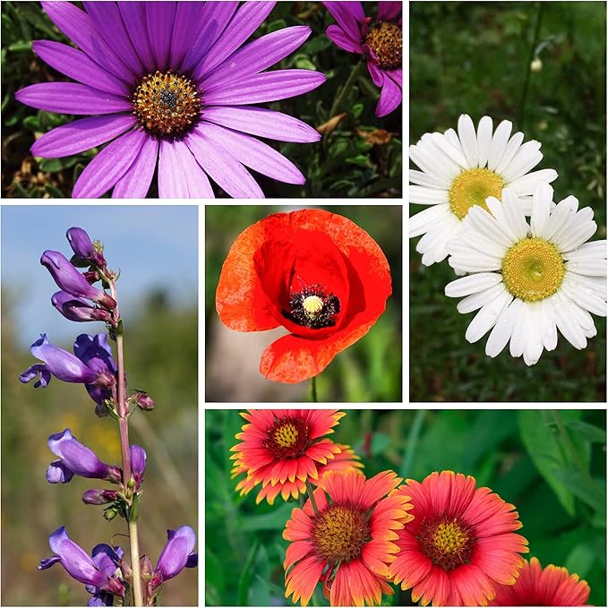 Sustainable Seed Co Wildflower Seed Bulk 2 oz 80,000 Seeds Drought-Tolerant | Mix with 20 Varieties, Pollinator-Friendly, Drought-Resistant Flowers for Dryland Gardens