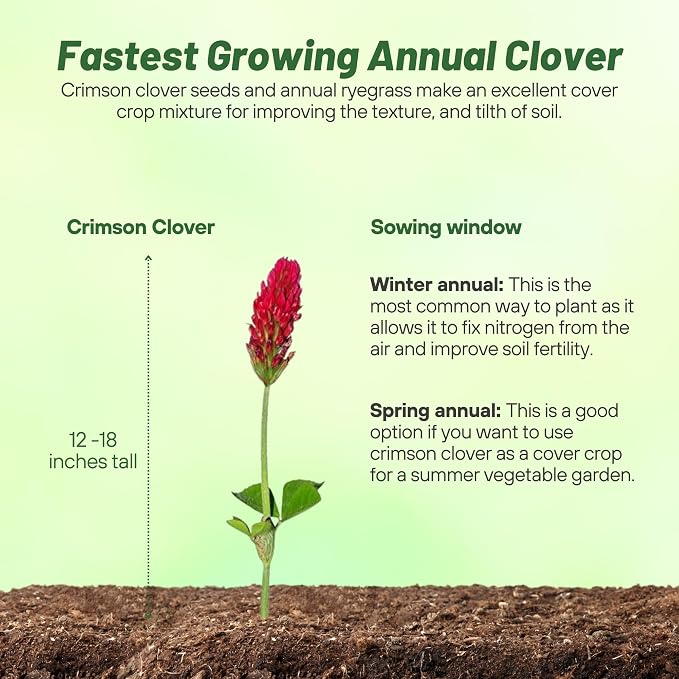 Outsidepride Crimson Clover Seeds - 5 lbs. Annual, Nitrocoated, & Inoculated Ground Cover Seeds, Ideal for Lawn, Cover Crop, Pasture, Hay, Green Manure & Wildlife Forage