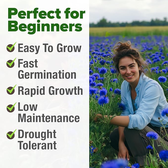 HOME GROWN Bachelor Button Seeds Tall Blue - 6000 Cornflower, Stunning Blue Blooms for Wildflower Gardens, Non-GMO Flowers & Pollinator-Friendly Spaces, Low Maintenance Flower Seeds (Centaurea cyanus)
