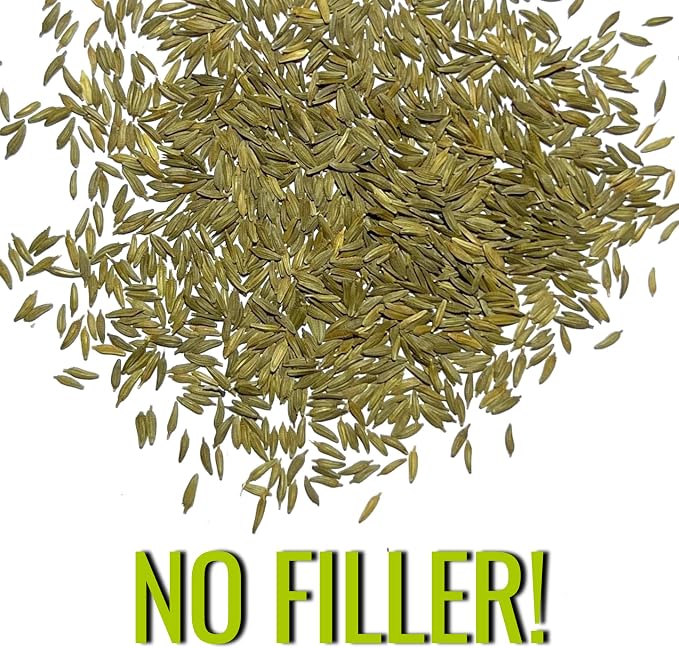 Seed Needs Dandelion Seeds 10,000 Herb Seeds Non GMO Bulk Pack