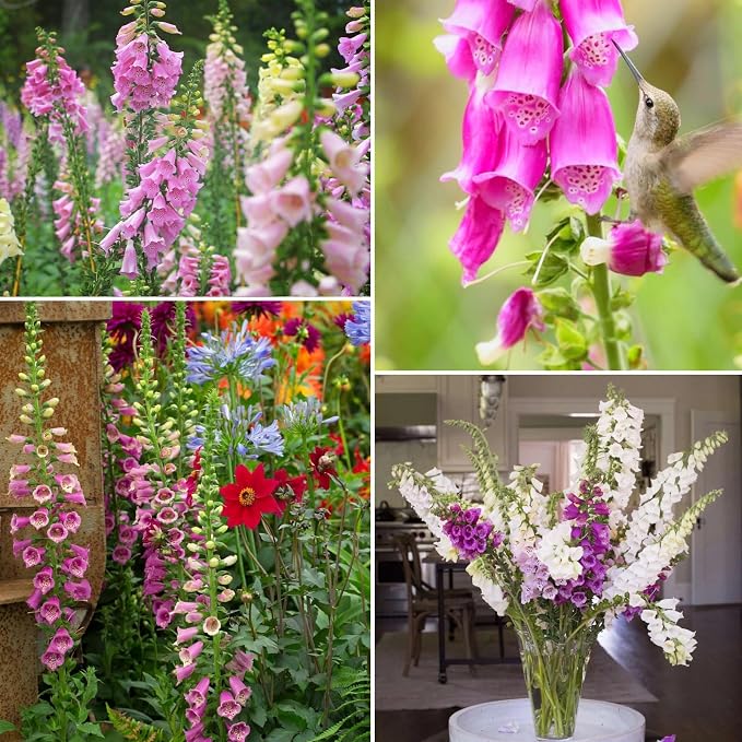 350,000+ Common Foxglove Seeds for Planting - Digitalis Purpurea Seeds, Tall Ornamental Flower Seeds for Outdoor Cottage and Pollinator Gardens