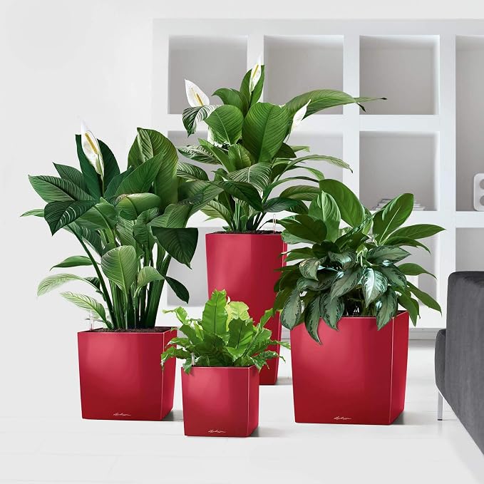 Lechuza Cube 50 Premium Scarlet Red High Gloss, Self-Watering Square Planter, H19.3 L19.3 W19.3 in