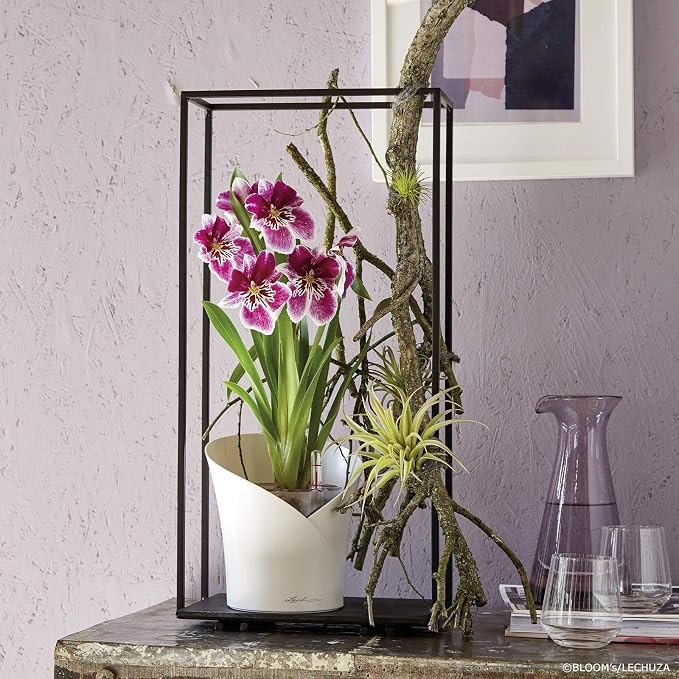 Lechuza ORCHIDEA White Matt, Self-Watering Orchid Flower Pot, D7.1 H7.7 in