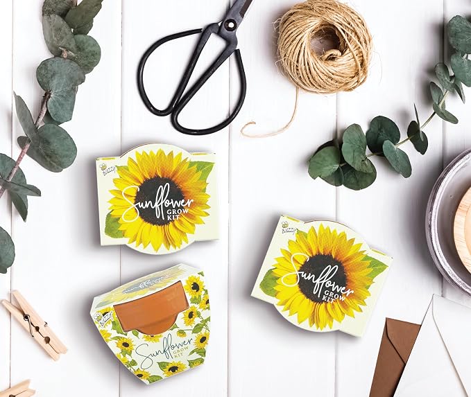 BUZZY Seeds All-in-One Sunflower Grow Kit 12-Pack - Mini Terracotta Pot Grow Set - Complete Indoor/Outdoor Gardening Kit with Seeds, Coconut Husk Growing Medium & Genuine Pots - 100% Grow Guarantee