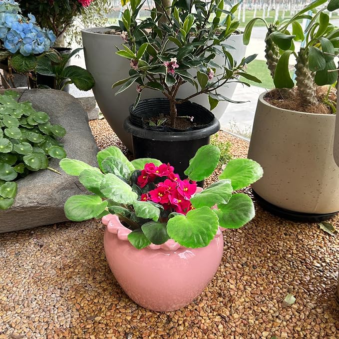 8in Pink Ceramic Self Watering Planter - Terracotta Maintenance Plant Seeder for Indoor African Violet Plants