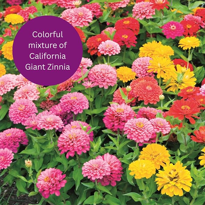 Earth Science Zinnia Seeds - 4oz, Over 12,000 Seeds, Non-GMO, No Harmful Chemicals or Pesticides, 1,000 Sq. Ft. of Vibrant Wildflower Blooms, Drought Tolerant and Easy to Grow