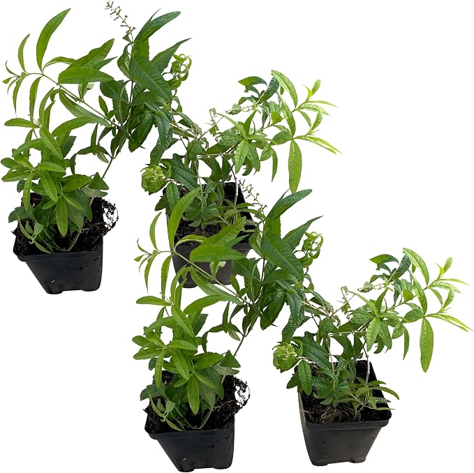 Live Herb - Lemon Verbena (4 Per Pack), Aromatic and Health Enhancer, Naturally Improves Sleep Quality, 6" Tall by 4" Wide in 1 Pint Pot