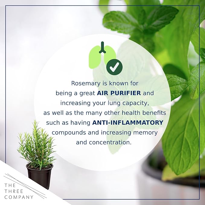 Live Herb - Rosemary (4 Per Pack), Aromatic and Health Enhancer, Naturally Improves Breathing and Air Quality, 8" Tall by 3" Wide