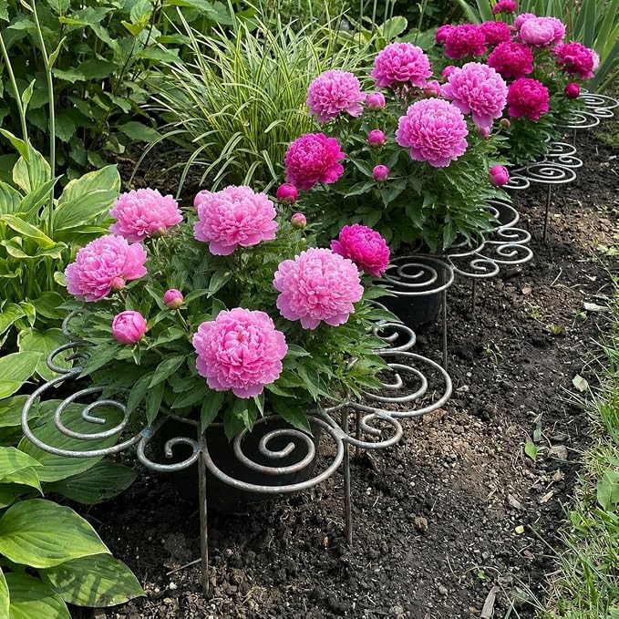 Peony Cages and Supports Support Rings Metal Garden Plant Support Cage Decorative Grow Through Flower Hoops for Peonies Dahlias Roses Hydrangeas Outdoor Plants (Silver,M - 1pcs)