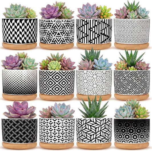 Threehoney 12 Pack 3.14 Inch Ceramic Succulent Pots Geometric Pattern Small Succulent Plant Pots with Drainage Hole and Bamboo Trays Mini Flower Cylinder Pot for Small Plant Cactus Home Office Decor