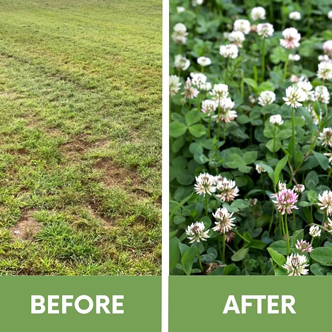 Flawn Seed Dutch White Clover Seed, 5 Lbs, Organic Coated, Natural Lawn, Ground Cover, Food Plot, Zones 3-9, Covers up to 18,000 Sqft