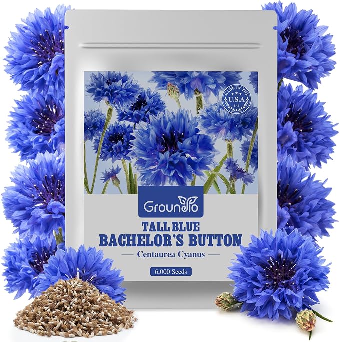 Groundio Bachelor Button Seeds Tall Blue, 6000+ Non-GMO Heirloom Cornflower Seeds, Friendly Flower Seeds Easy to Grow, Perfect for Wildflower & Pollinator Gardens (Centaurea cyanus)