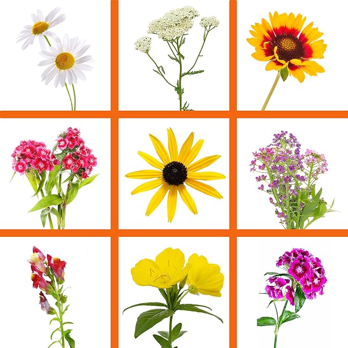 Sustainable Seed Co Wildflower Seed Bulk 2 oz 80,000 Seeds Drought-Tolerant | Mix with 20 Varieties, Pollinator-Friendly, Drought-Resistant Flowers for Dryland Gardens