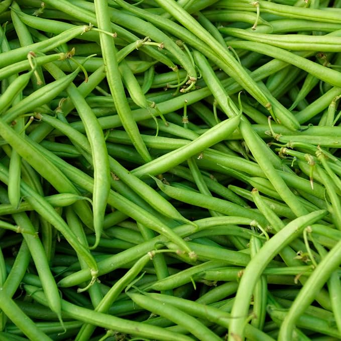 Park Seed Organic Derby Bush Green Bean Seeds – AAS Winner, High Yield 18-Inch Plants, Straight 7-Inch Pods, Disease Resistant, Easy to Harvest and Preserve for Home Gardens – Pack of 100 Seeds