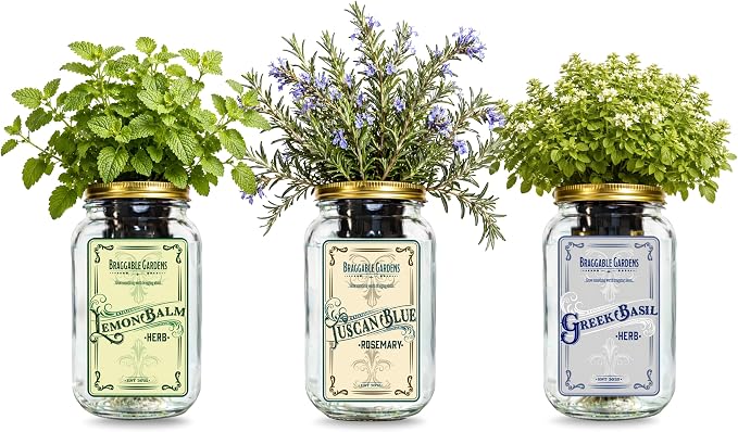 Chef’s Herb Garden Mason Jar Grow Kit (3 Pack) – Tuscan Blue Rosemary, Greek Basil & Lemon Balm – Indoor Hydroponic Herb Growing Kit – Windowsill Kitchen Herb Garden