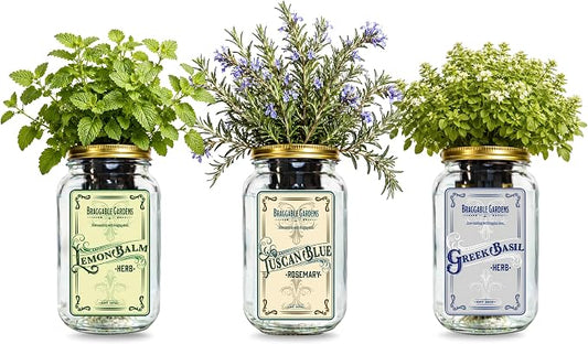 Chef’s Herb Garden Mason Jar Grow Kit (3 Pack) – Tuscan Blue Rosemary, Greek Basil & Lemon Balm – Indoor Hydroponic Herb Growing Kit – Windowsill Kitchen Herb Garden