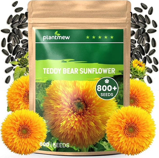 800+ Giant Teddy Bear Sunflower Seeds – Fluffy Double Yellow Petals – Extra Large Blooms, Open Pollinated, Easy to Grow for Outdoor Garden (Teddy Bear Sunflower)