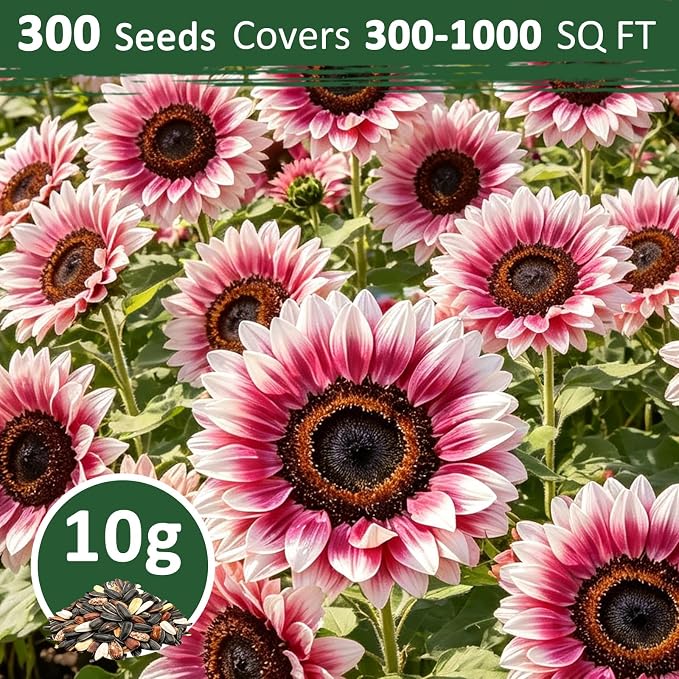 300+ Sunflower Seeds for Planting – Rare Strawberry Pink Sunflower Seeds Ornamental Blooms, Open Pollinated, Easy to Grow Flower Seeds for Garden, Outdoor Planting & Landscaping 0.35 Oz
