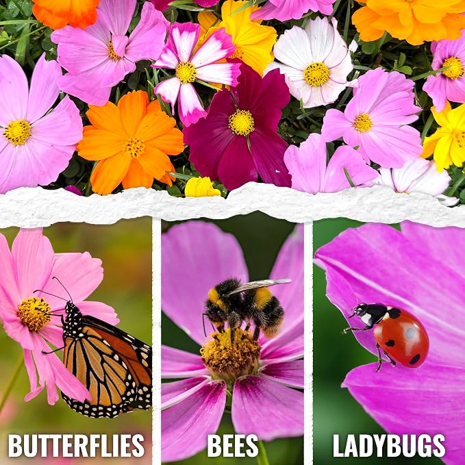 Seed Needs Flower Seeds Cosmos Original Crazy Blend 10+ Varieties Bulk Pack