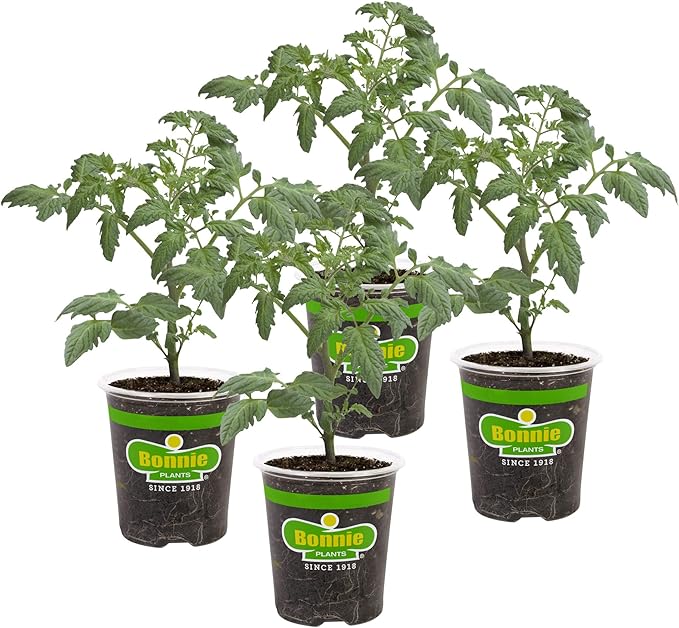 Bonnie Plants Celebrity Hybrid Tomato Live Vegetable Plants - 4 Pack, Disease-Resistant, 7 - 8 Oz. Fruit Size, 65 Day Harvest Time
